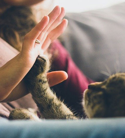 Cat giving a high-five